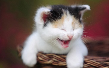 好听的猫咪名字