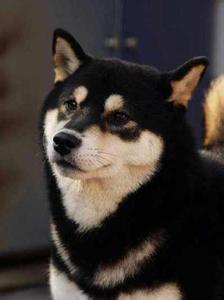 狗年出生宝宝乳名怎么取？